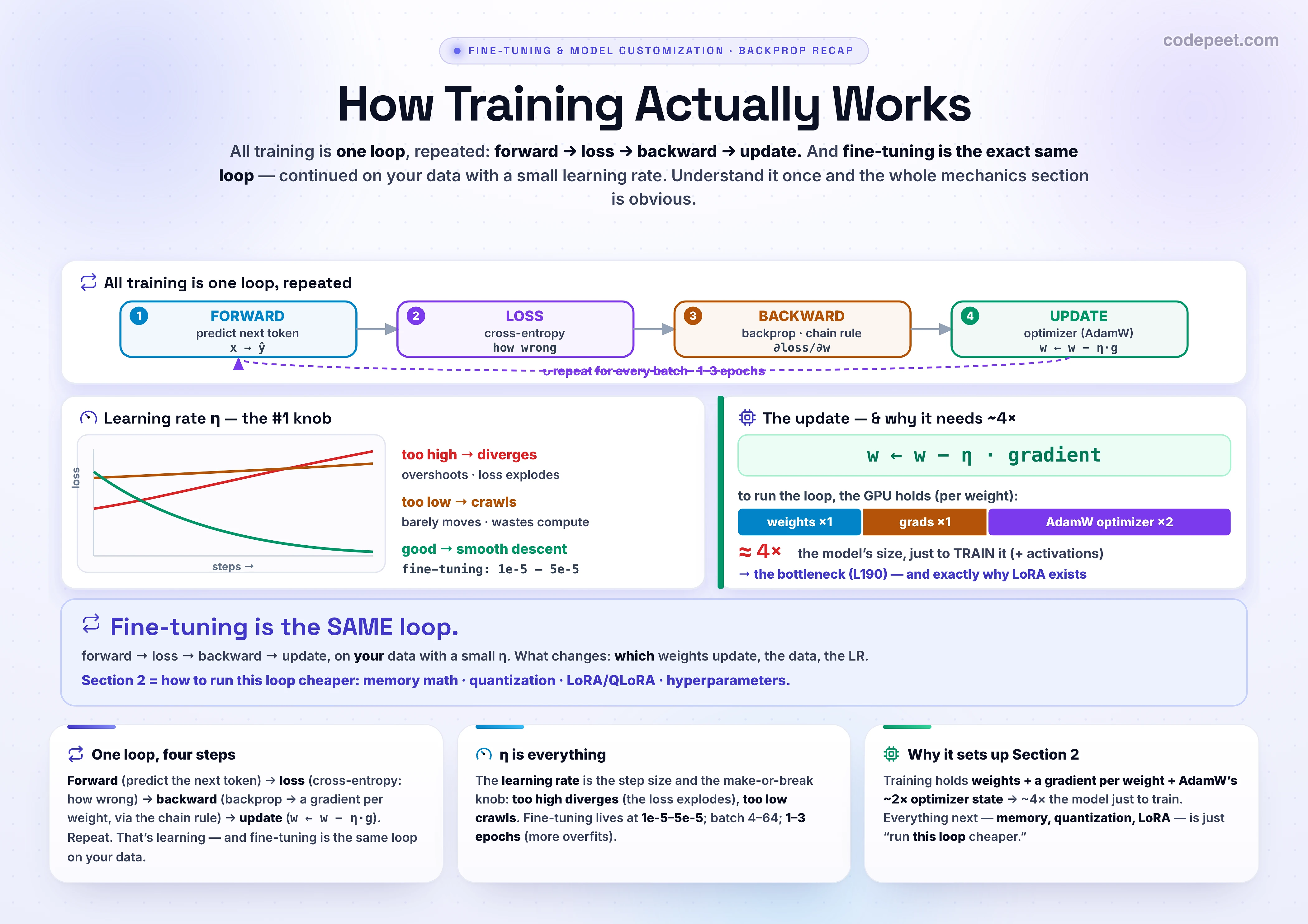 An infographic titled 'How Training Actually Works', a backpropagation recap and the opener of section two on fine-tuning mechanics, showing that all training is one loop repeated. The loop has four steps connected by arrows: forward pass, where input flows through the network to predict a probability distribution over the next token; loss, where cross-entropy measures how wrong that prediction was as the negative log-likelihood of the true next token; backward pass, where backpropagation applies the chain rule to compute the gradient of the loss with respect to every weight, the direction and magnitude to nudge each weight to reduce loss; and update, where the optimizer takes a gradient-descent step, new weight equals old weight minus the learning rate times the gradient. Then it repeats for every batch and a few epochs. The optimizer is AdamW, the default for virtually every large language model, which keeps a running momentum and variance per weight and therefore needs about twice the model size in optimizer state, a fact that sets up the memory bottleneck. The learning rate is the single most important knob: typical fine-tuning values are one to five times ten to the minus five, because too high a rate makes the loss overshoot and diverge so the model blows up, while too low makes it crawl. Batch sizes run from four to sixty-four, and one to three epochs is usually enough for fine-tuning because the model already learned from pre-training, with more epochs risking overfitting. The crucial point is that fine-tuning is the exact same loop, continued on your data with a small learning rate, which is why understanding it explains the memory math, why LoRA updates only a tiny adapter to need fewer gradients and optimizer states, and how quantization and hyperparameters work.